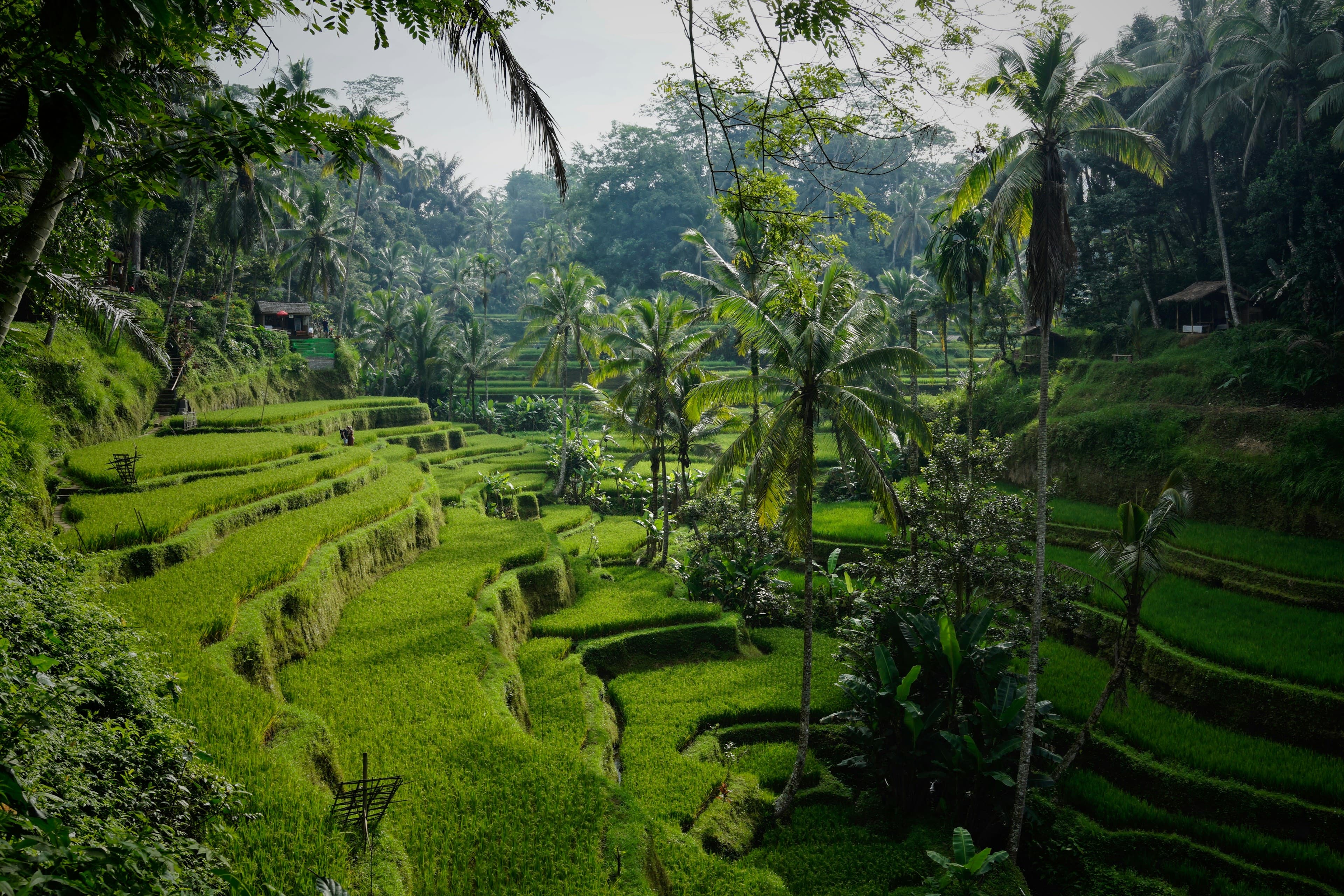 The emerald Tegallalang rice terraces near Ubud, Bali — layered green paddies dotted with palm trees.
